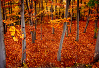 Woods in fall