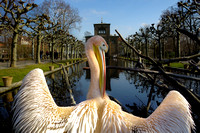 Pelican wingspan